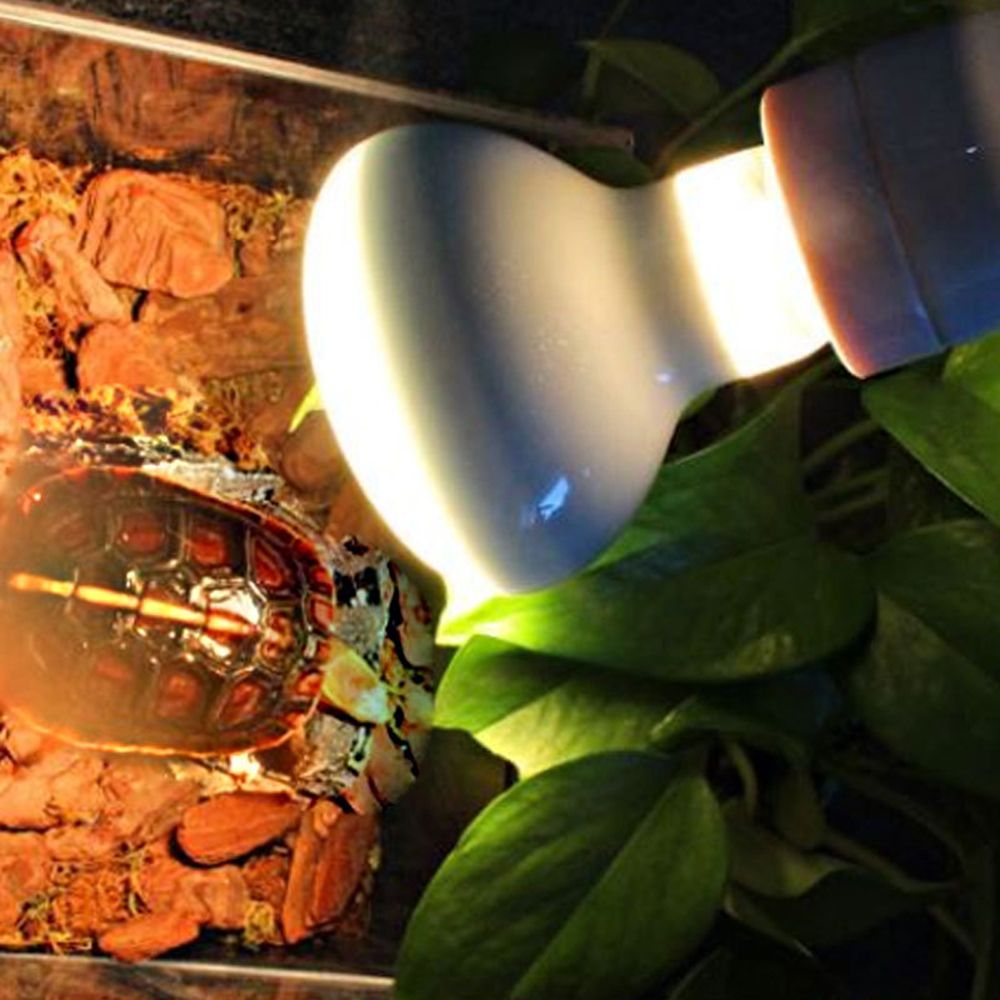 Pengontrol Suhu Pemanas Kadal  - Basking Bulb Halogen ulasan dan harga