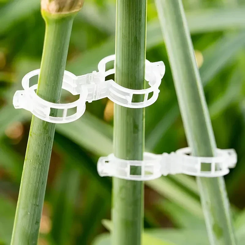 Dapat digunakan kembali penghu - Vine Climbing Plastic ulasan dan harga