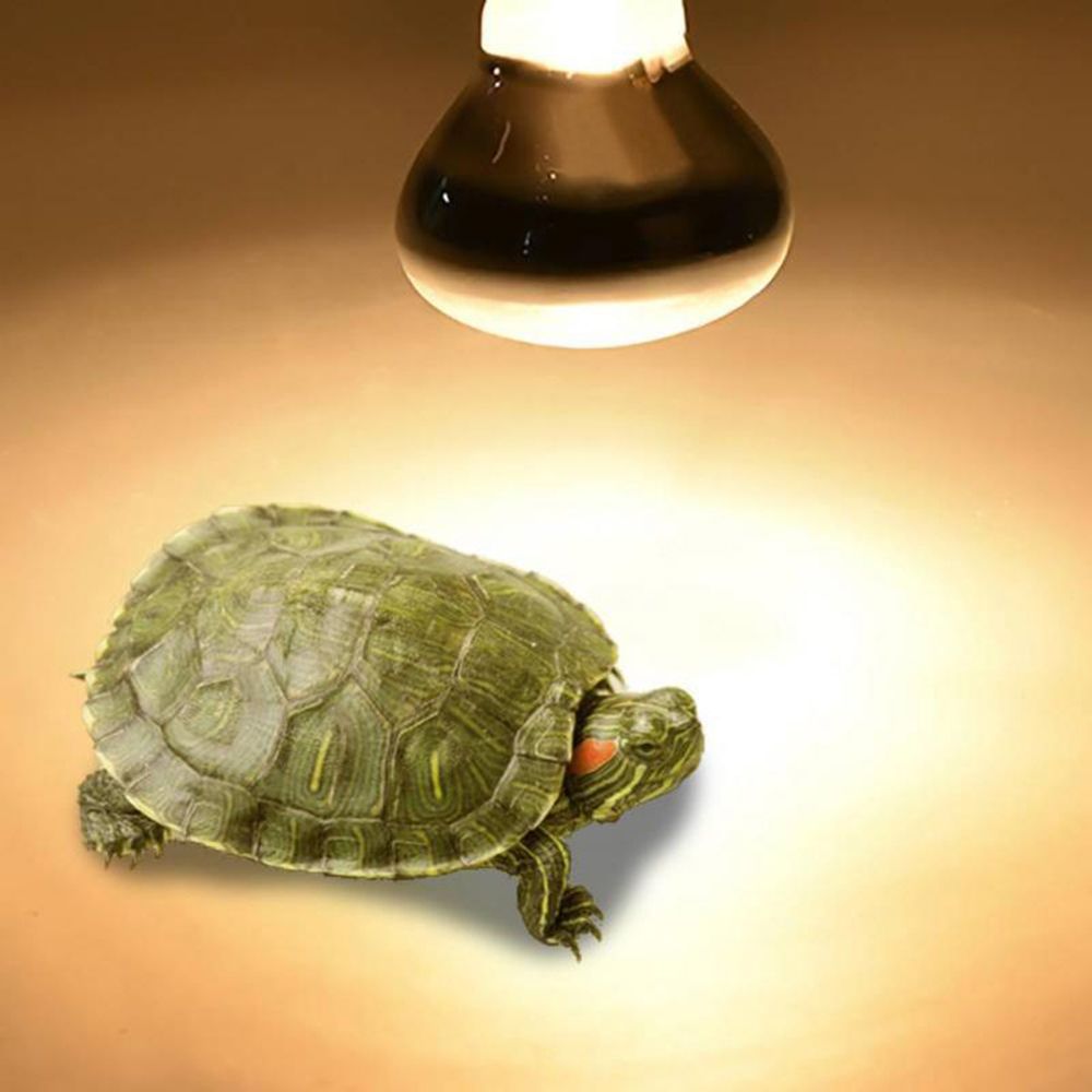 Lampu Pengontrol Suhu Kura-kur - Basking Bulb Halogen ulasan dan harga